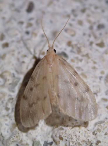 Nudaria mundana